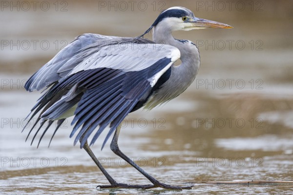 Grey heron (Ardea cinerea) Germany