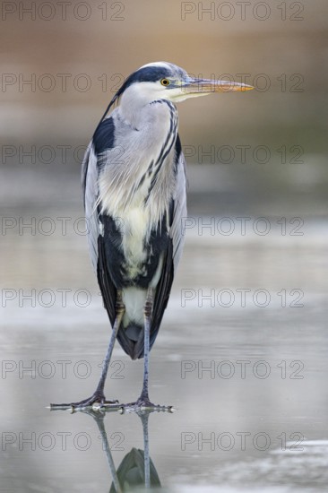 Grey heron (Ardea cinerea) Germany