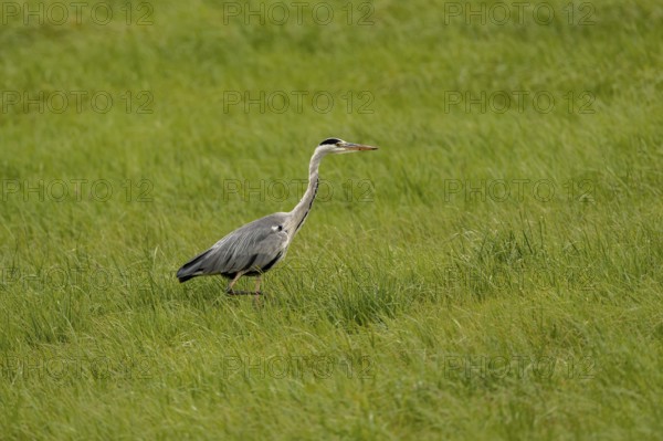Grey heron (Ardea cinerea), Vulkaneifel, Rhineland-Palatinate, Germany
