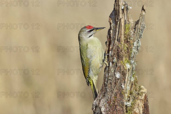 Grey-headed woodpecker (Picus canus), male sitting on a tree stump overgrown with moss and lichen, Wildlife, Woodpeckers, Birds, Nature photography, Wilnsdorf, North Rhine-Westphalia, Germany
