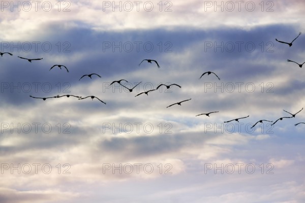 Cranes flying, grey crane (Grus grus), bird migration, evening sky, Rehdener Geestmoor, Diepholzer Moorniederung, Dümmer nature park Park, Diepholz, Lower Saxony, Germany