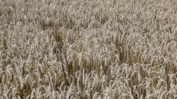 Wheat with ripe ears, Naumburg, 26.07.2025