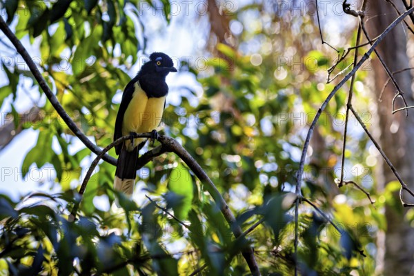 A bird with a yellow breast and blue plumage sits on a branch with green leaves and blue sky, A blue-capped raven in the jungle of Iguazu Argentina (Cyanocorax chrysops)