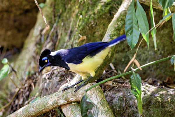 A bird with a yellow breast and blue plumage leans forward in a shady forest area, A blue-capped raven in the jungle of Iguazu Argentina (Cyanocorax chrysops)