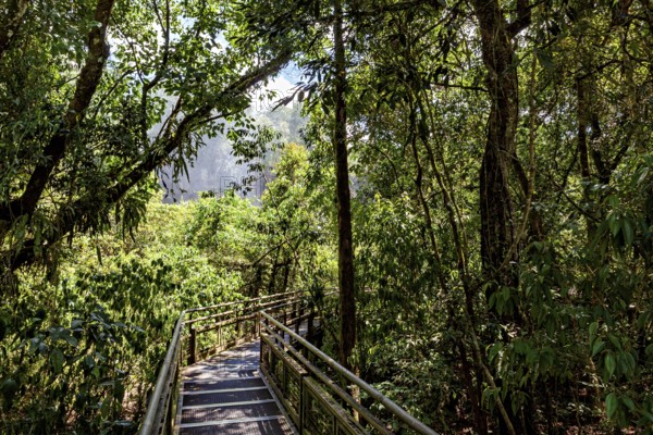 A wooden path leads through a dense, green jungle full of trees and leaves, path through the jungle of Iguazu in Argentina