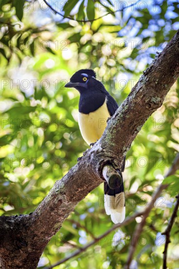 A bird with a yellow breast and blue plumage on a branch in the middle of green leaves, A blue-capped raven in the jungle of Iguazu Argentina (Cyanocorax chrysops)