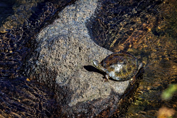 A turtle sunbathes on a rock in clear water, surrounded by light reflections, A turtle on a rock by the river Iguazu Argentina