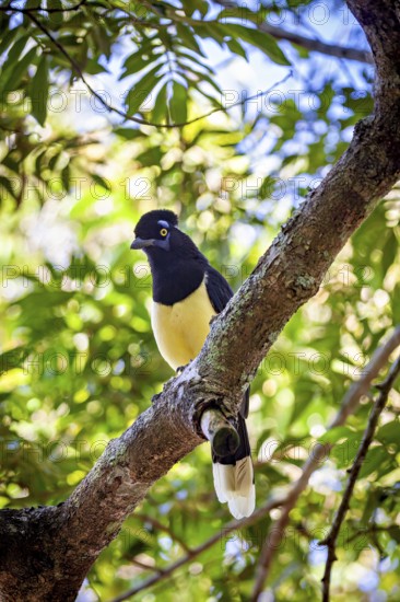 Perched on a branch, the bird shows off its yellow breast and blue plumage, surrounded by vibrant leaves, A blue-capped raven in the jungle of Iguazu Argentina (Cyanocorax chrysops)