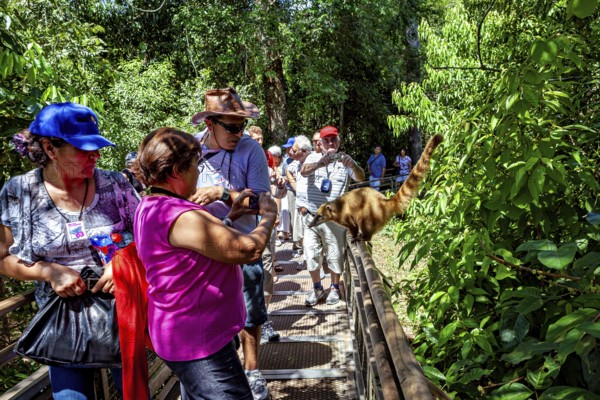 People walking on a forest path while an animal is close to the vegetation, A South American coati in the jungle of Iguazu (Nasua)