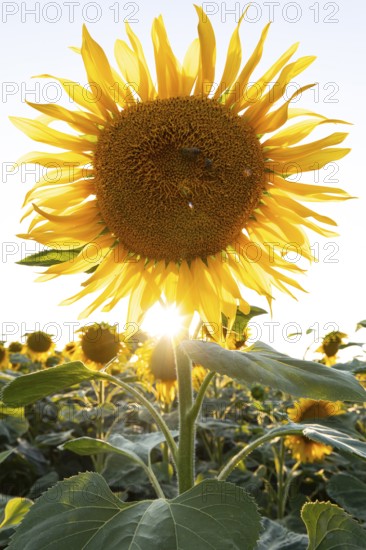 Radiant sunflower in the evening light with sun star