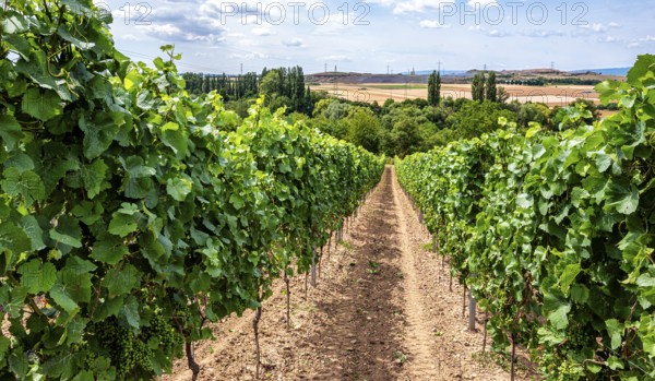 Wickerer vineyards at the Flörsheimer Warte, Hesse, Germany