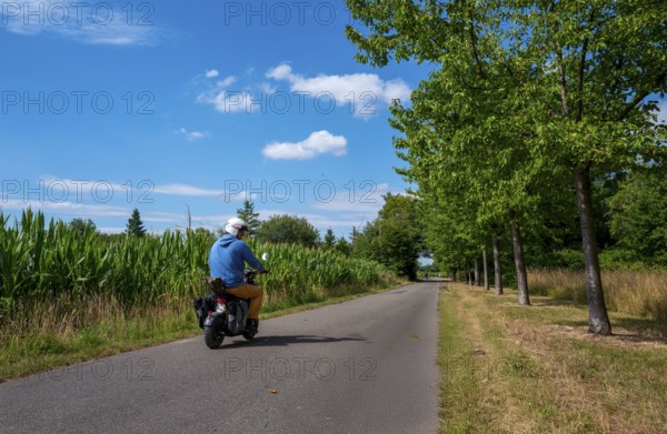 Cyclist on a cycle path between corn fields and trees along the route between Frankfurt am Main and Kelsterbach, Hesse, Germany