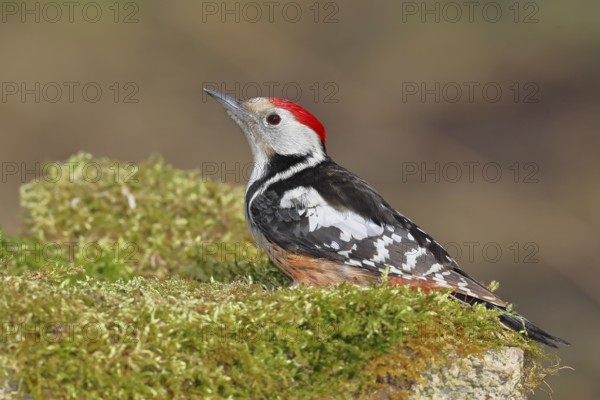Middle spotted woodpecker (Dendrocopos medius) foraging on mossy ground in the forest, Wilnsdorf, North Rhine-Westphalia, Germany