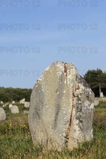 Megalithe, Alignements de Kermario, Carnac, Department of Morbihan, Brittany, France