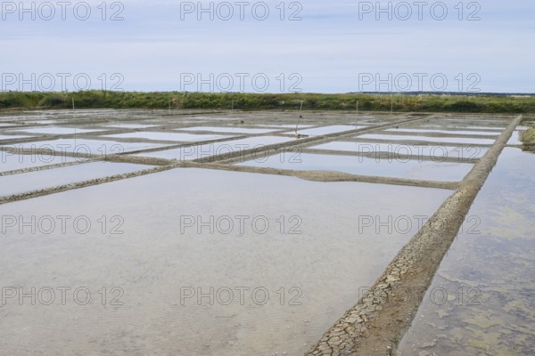 Seawater salt pans, Guerande, Loire-Atlantique, Pays de la Loire, Brittany, France