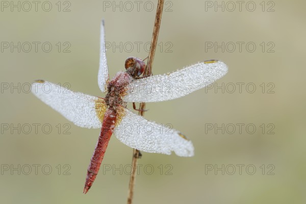 Scarlet Dragonfly (Crocothemis erythraea), male with dewdrops, North Rhine-Westphalia, Germany