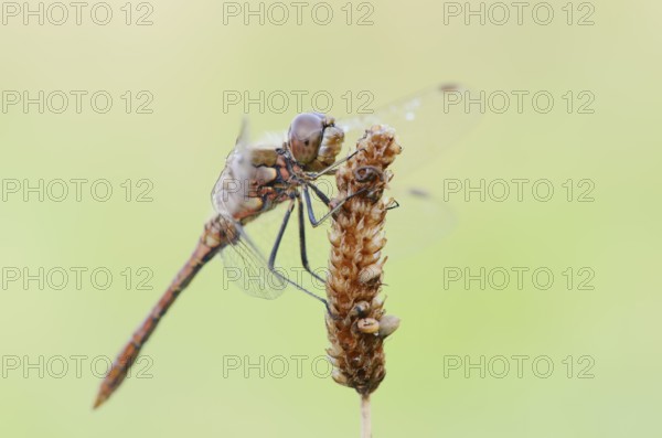 Vagrant darter (Sympetrum vulgatum), male, North Rhine-Westphalia, Germany