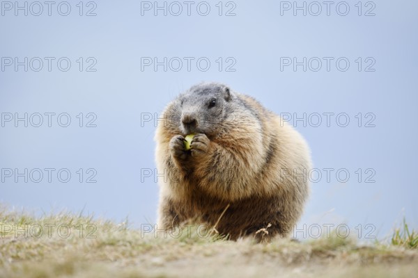 Alpine marmot (Marmota marmota), Hohe Tauern National Park, Austria