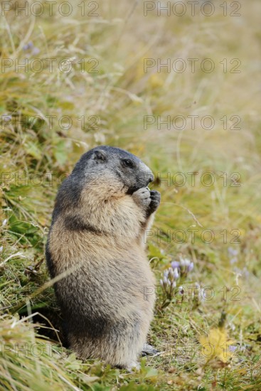 Alpine marmot (Marmota marmota), feeding, Hohe Tauern National Park, Austria