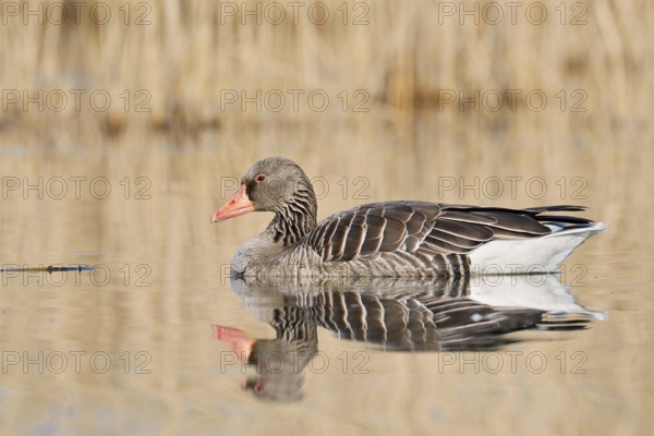 Greylag goose (Anser anser), swimming, North Rhine-Westphalia, Germany