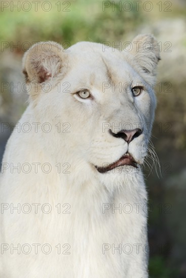 White lion (Panthera leo), female, portrait, captive