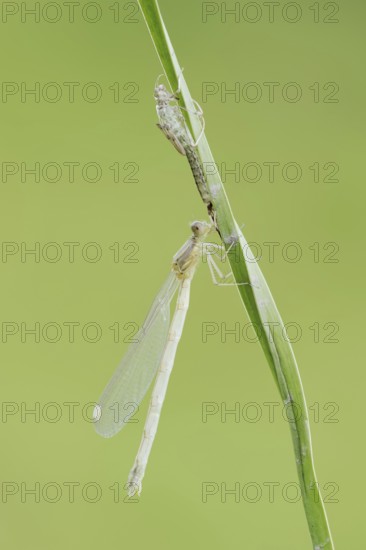 Willow Emerald Damselfly (Chalcolestes viridis) freshly hatched dragonfly and exuvia, North Rhine-Westphalia, Germany