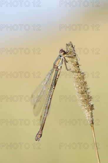 Willow Emerald Damselfly (Chalcolestes viridis), female, North Rhine-Westphalia, Germany