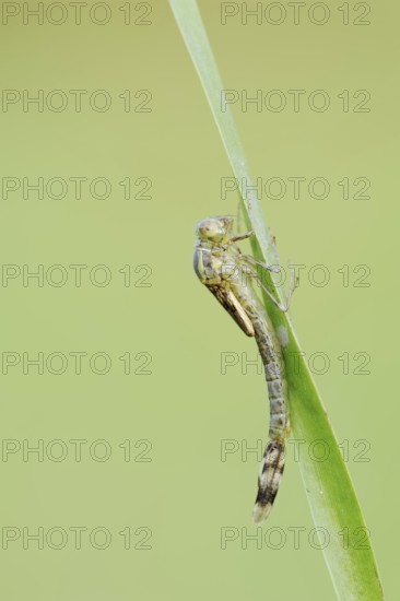 Willow Emerald Damselfly (Chalcolestes viridis) hatching, hatching, larva, dragonfly larva, North Rhine-Westphalia, Germany