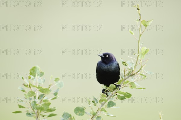 Purple Blackbird (Euphagus cyanocephalus), male, Waterton Lakes National Park, Alberta, Canada
