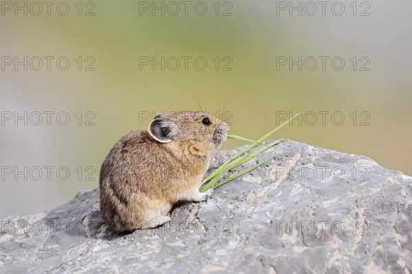 American pika (Ochotona princeps) sitting on a rock and eating blades of grass, Jasper National Park, Alberta, Canada