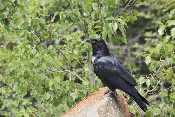 Raven (Corvus corax) sitting on a rock, Banff National Park, Alberta, Canada