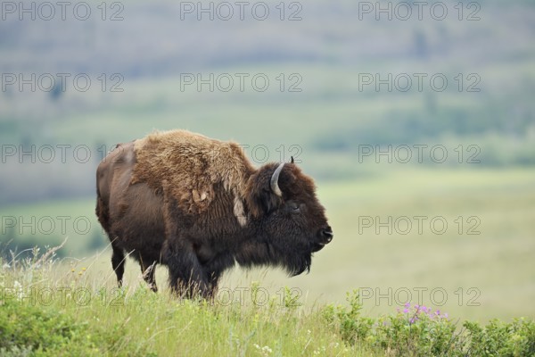 American Bison (Bos bison), female, Alberta, Canada