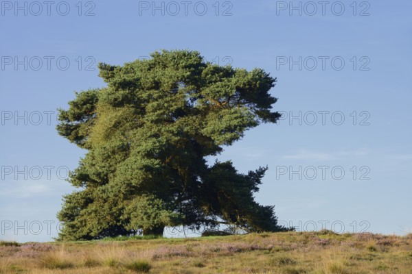 Scots pine or Scots pine (Pinus sylvestris) in heathland, Westruper Heide, North Rhine-Westphalia, Germany