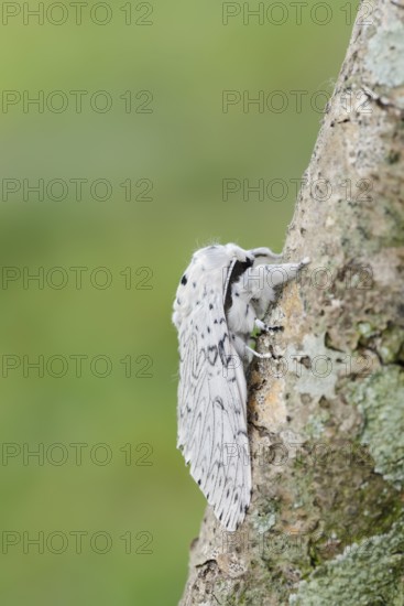 Cerura erminea or ermine moth (Cerura erminea), France
