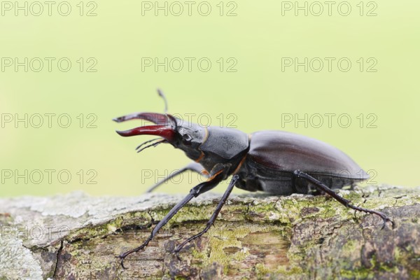 Stag beetle (Lucanus cervus), male, Normandy, France