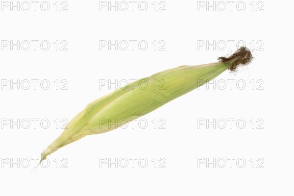 Corn (Zea mays), corn cobs against a white background