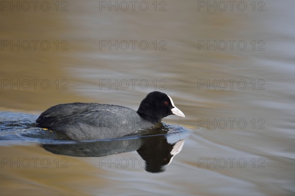 Eurasian Coot (Fulica atra) swimming, North Rhine-Westphalia, Germany