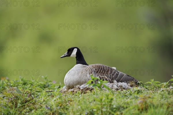 Canada goose (Branta canadensis) sitting brooding on the nest, North Rhine-Westphalia, Germany