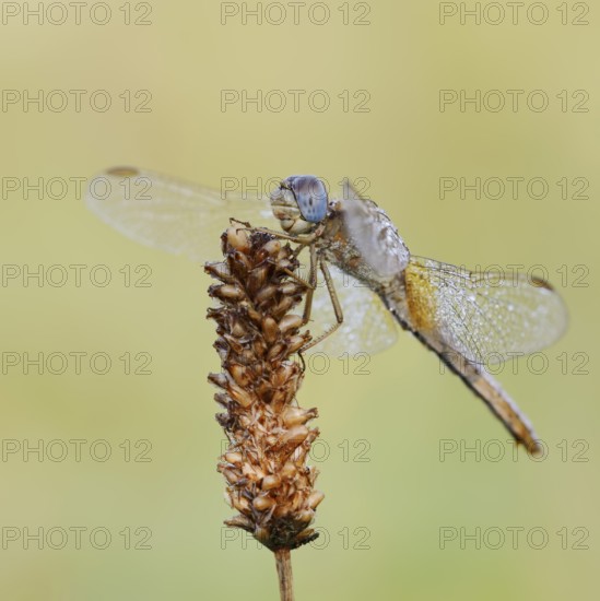 Scarlet Dragonfly (Crocothemis erythraea), female with dewdrops, North Rhine-Westphalia, Germany