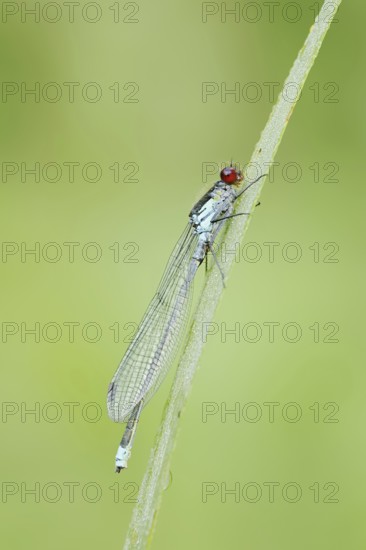 Red-eyed Damselfly (Erythromma najas), male, North Rhine-Westphalia, Germany