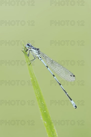 Horseshoe Damselfly (Coenagrion puella), male, North Rhine-Westphalia, Germany