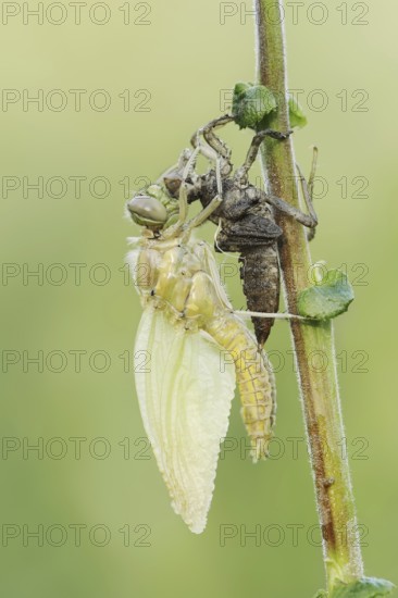 Black-tailed Skimmer (Orthetrum cancellatum), freshly hatched with exuvia, North Rhine-Westphalia, Germany