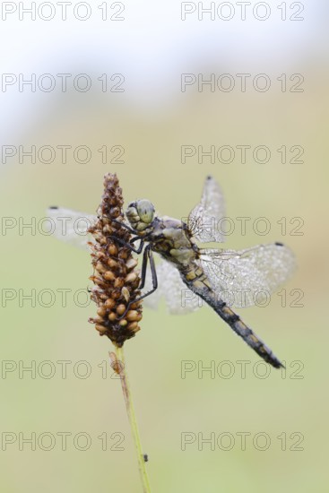 Black-tailed Skimmer (Orthetrum cancellatum), female with dewdrops, North Rhine-Westphalia, Germany