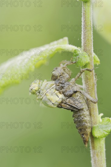 Black-tailed Skimmer (Orthetrum cancellatum), hatch, larva, dragonfly larva, North Rhine-Westphalia, Germany