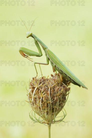 European mantis (Mantis religiosa), male, Haut-Rhin, Alsace, France