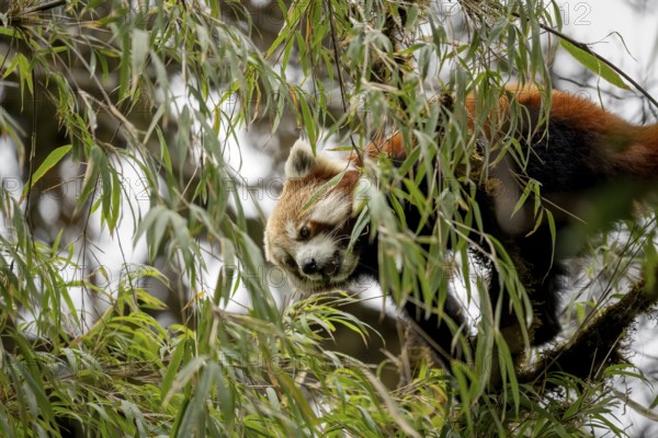 Western Red panda (Ailurus fulgens), feeding on bamboo, Singalila National Park, Gairibas, Jamuna, Koshi Province, Nepal