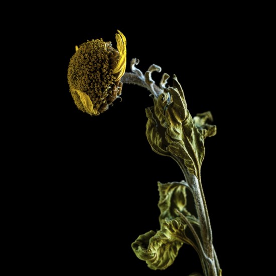 Dried sunflower reveals intricate details against dark background highlighting beauty of decay