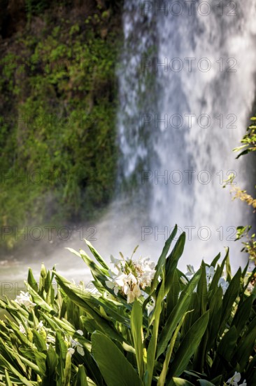 White flowers in the foreground with a blurred waterfall in the background reflecting tranquillity and nature, The Iguazu Falls between Argentina and Brazil