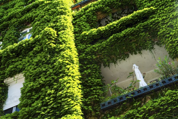 An ivy-covered façade of an apartment block in Bratislava, Slovakia