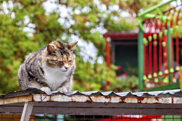 A cat sits comfortably on a corrugated iron roof in a colourful environment with trees, A domestic cat rests on a canopy, Buenos Aires, Argentina